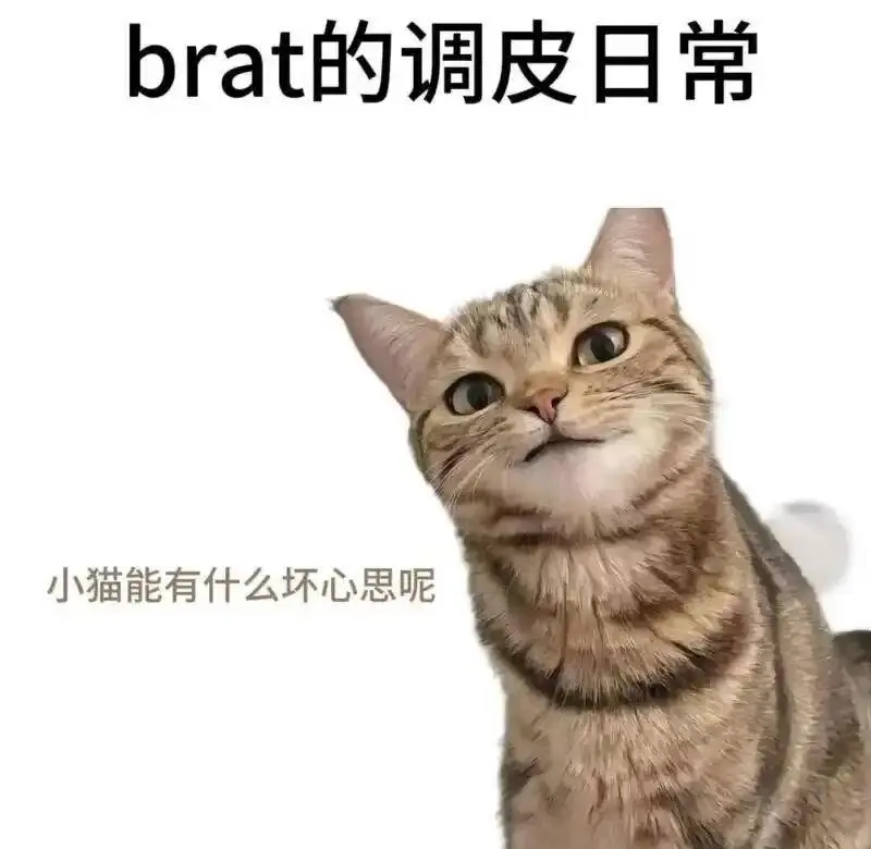 西檬之家CD是什么?字母圈新手必知的核心概念解析 一